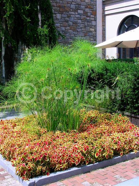 Evergreen; Semi-evergreen