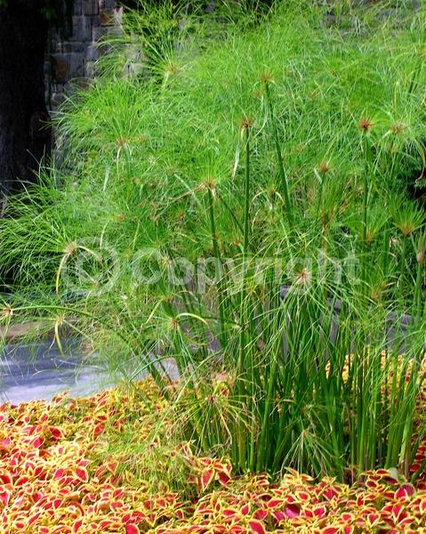 Evergreen; Semi-evergreen