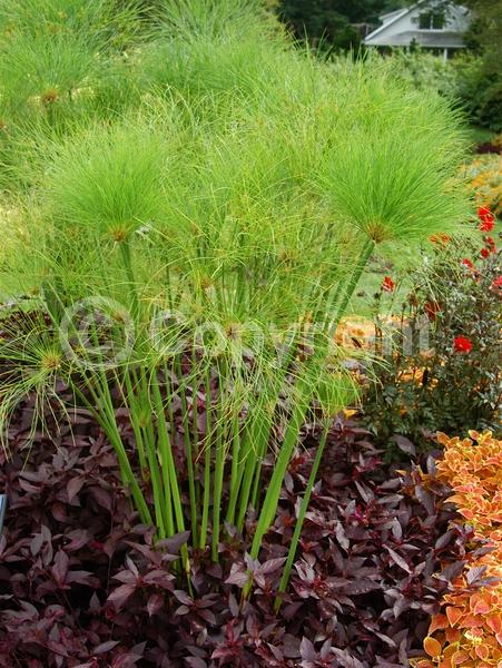 Evergreen; Semi-evergreen