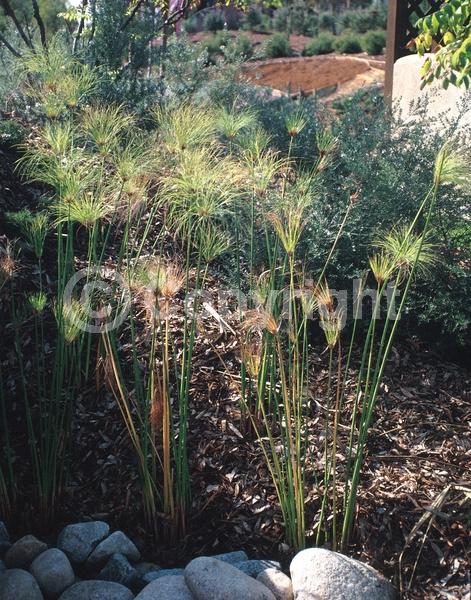 Brown blooms; Evergreen; Semi-evergreen