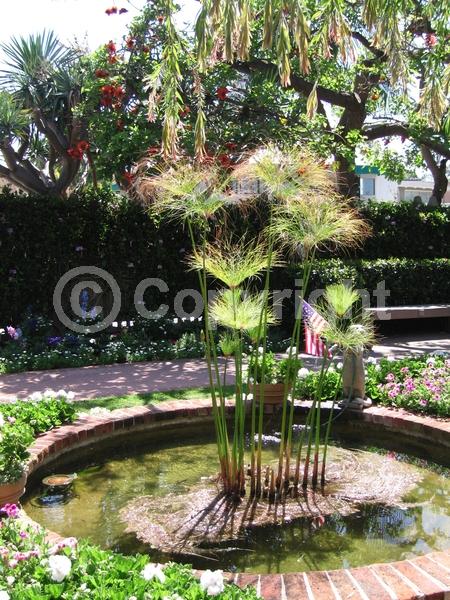 Brown blooms; Evergreen; Semi-evergreen