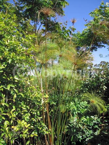 Brown blooms; Evergreen; Semi-evergreen