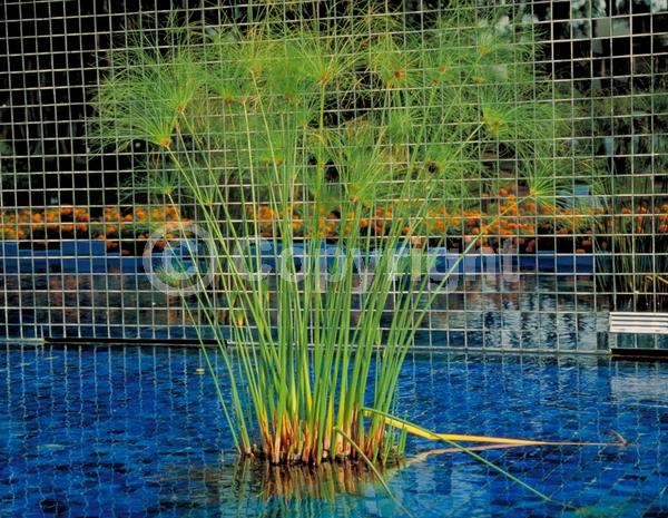 Brown blooms; Evergreen; Semi-evergreen