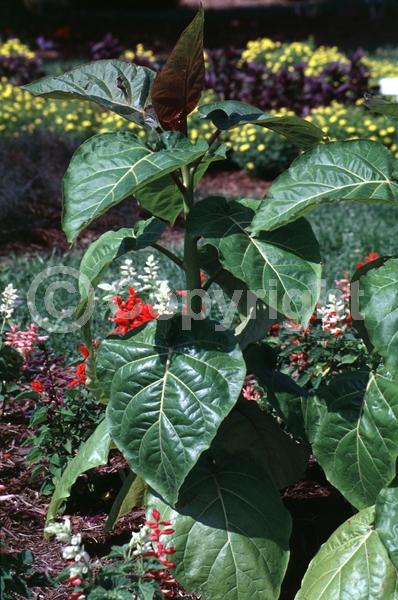 White blooms; Pink blooms; Evergreen; Semi-evergreen