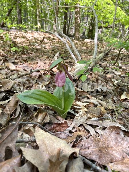 Pink blooms; Deciduous; Broadleaf; North American Native