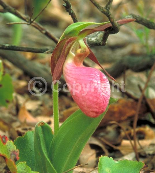Pink blooms; Deciduous; Broadleaf; North American Native