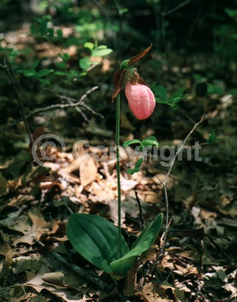 Pink blooms; Deciduous; Broadleaf; North American Native