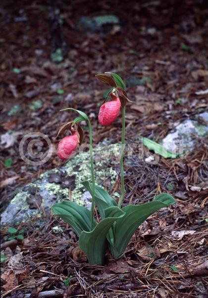 Pink blooms; Deciduous; Broadleaf; North American Native