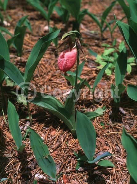 Pink blooms; Deciduous; Broadleaf; North American Native
