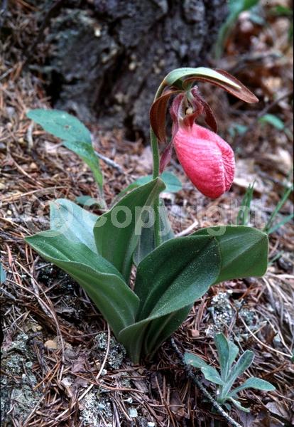 Pink blooms; Deciduous; Broadleaf; North American Native