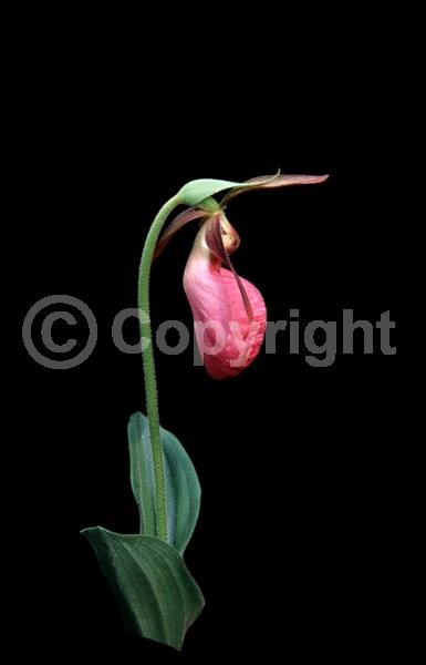 Pink blooms; Deciduous; Broadleaf; North American Native