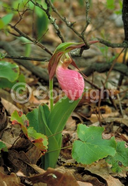 Pink blooms; Deciduous; Broadleaf; North American Native
