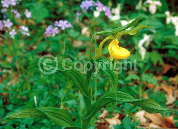Yellow blooms; Deciduous; Broadleaf