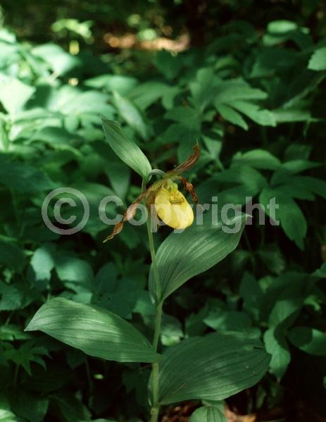Yellow blooms; Deciduous; Broadleaf