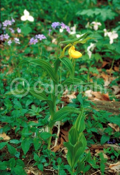 Yellow blooms; Deciduous; Broadleaf