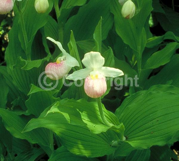 White blooms; Pink blooms; Deciduous; Broadleaf