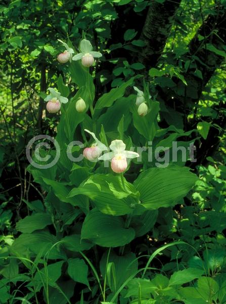 White blooms; Pink blooms; Deciduous; Broadleaf