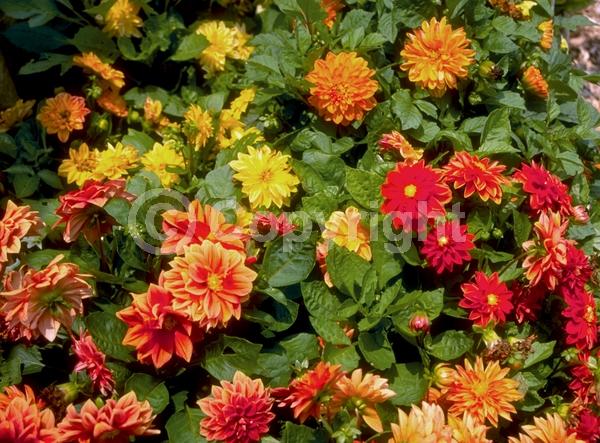 Orange blooms; Deciduous; Broadleaf