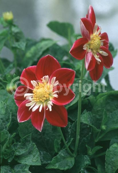 Orange blooms; Yellow blooms; Deciduous; Broadleaf