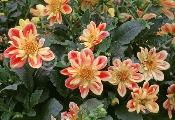 Orange blooms; Yellow blooms; Deciduous; Broadleaf