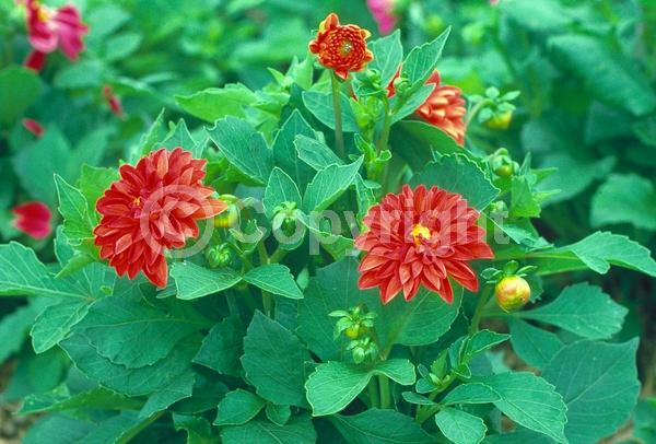 Red blooms; Deciduous; Broadleaf