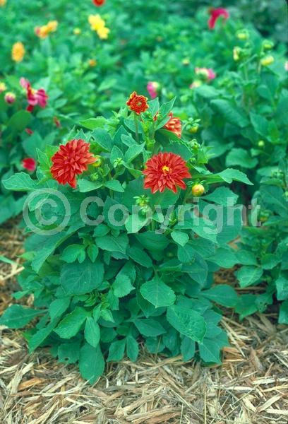 Red blooms; Deciduous; Broadleaf