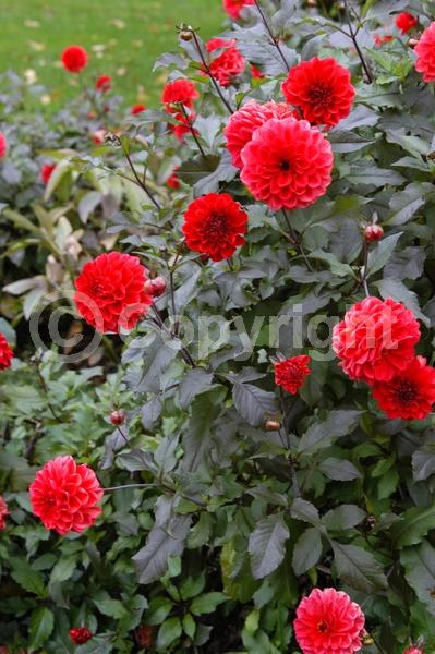 Red blooms; Orange blooms; Yellow blooms; Purple blooms; White blooms; Pink blooms; North American Native