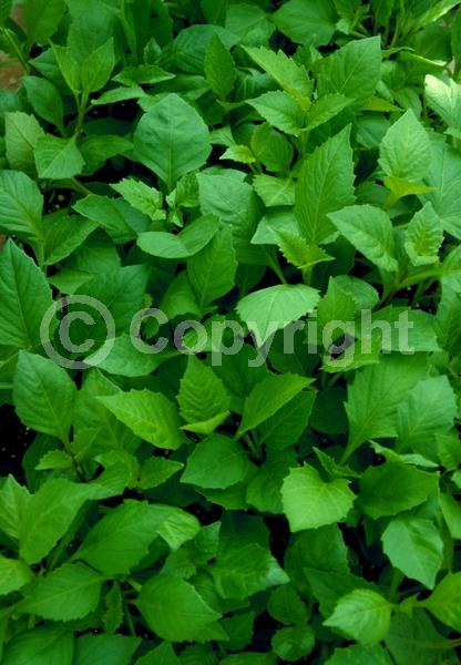 Red blooms; Orange blooms; Yellow blooms; Purple blooms; White blooms; Pink blooms; North American Native