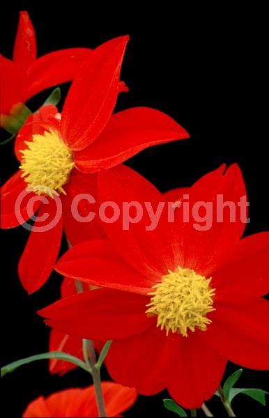 Red blooms; Orange blooms; Yellow blooms; Purple blooms; White blooms; Pink blooms; North American Native