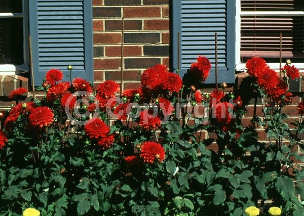 Red blooms; Orange blooms; Yellow blooms; Purple blooms; White blooms; Pink blooms; North American Native