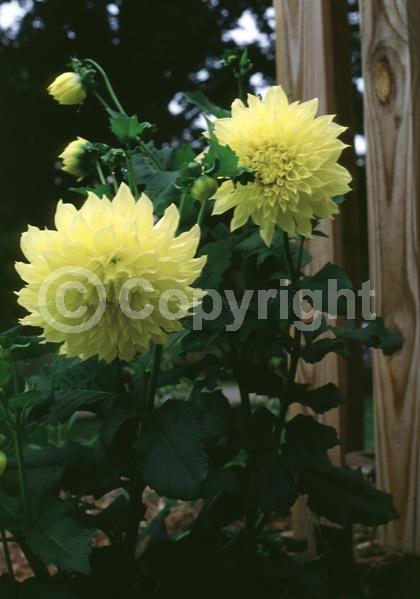 Red blooms; Orange blooms; Yellow blooms; Purple blooms; White blooms; Pink blooms; North American Native
