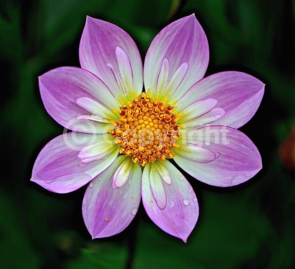 Red blooms; Orange blooms; Yellow blooms; Purple blooms; White blooms; Pink blooms; North American Native