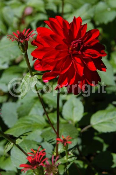 Red blooms; Orange blooms; Yellow blooms; Purple blooms; White blooms; Pink blooms; North American Native