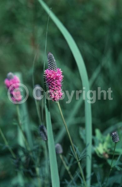 Purple blooms; North American Native