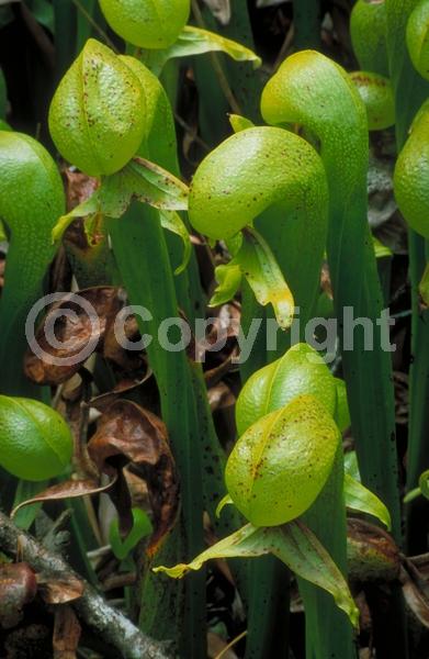 Green blooms; Evergreen; Needles or needle-like leaf; North American Native