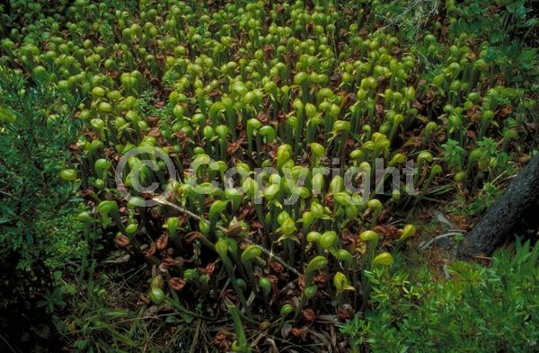 Green blooms; Evergreen; Needles or needle-like leaf; North American Native