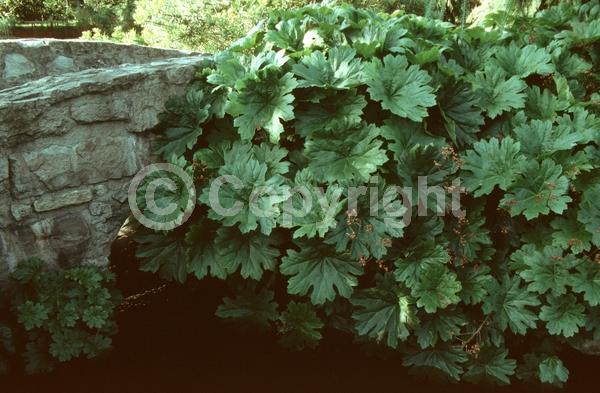 White blooms; Pink blooms; Deciduous; North American Native
