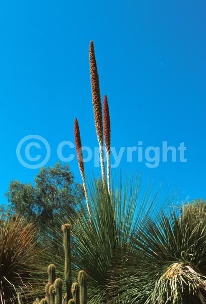 White blooms; Evergreen; North American Native