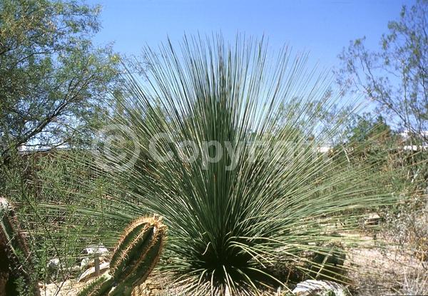 White blooms; Evergreen; North American Native