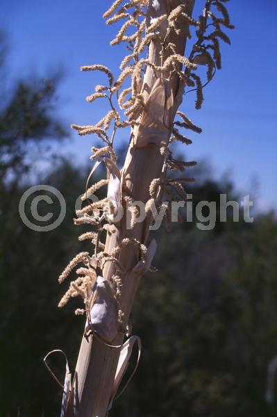 White blooms; Evergreen; North American Native