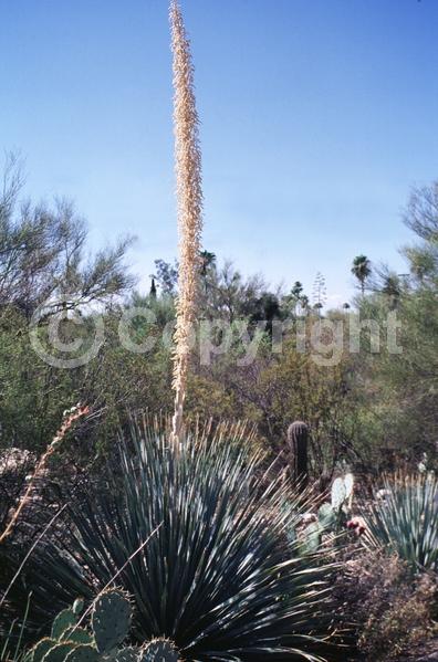 White blooms; Evergreen; North American Native