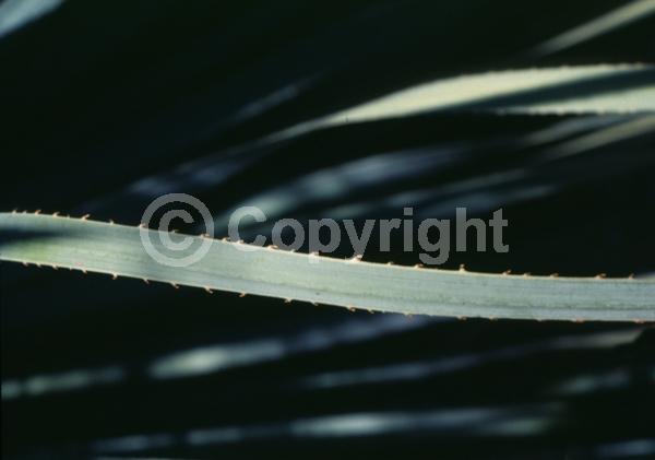 White blooms; Evergreen; North American Native