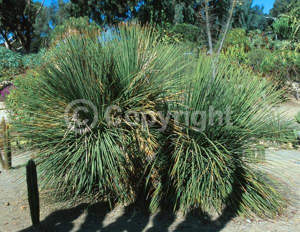 White blooms; Evergreen; North American Native