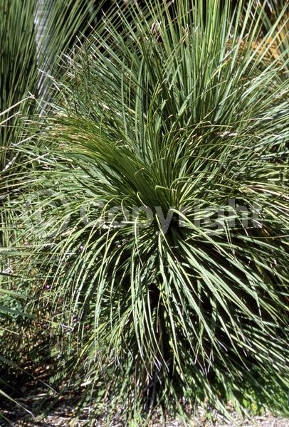 White blooms; Evergreen; North American Native