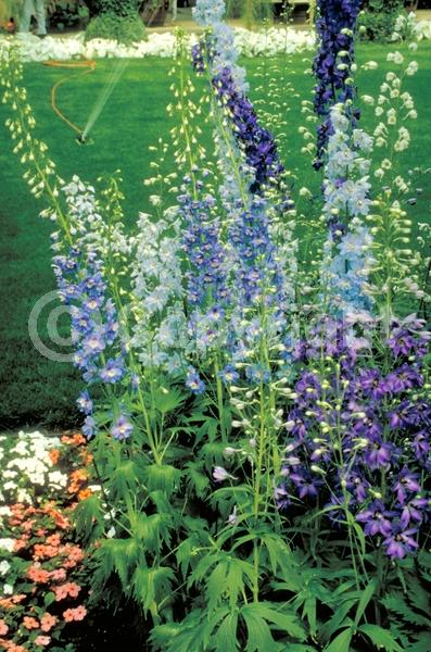 Blue blooms; Deciduous; Broadleaf