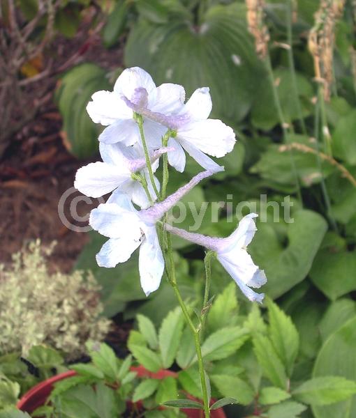 Blue blooms; White blooms; Pink blooms