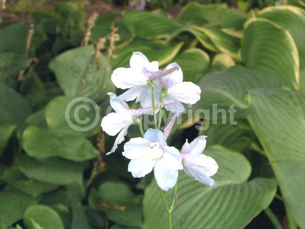 Blue blooms; White blooms; Pink blooms