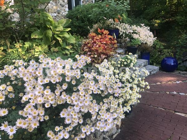 Pink blooms; Deciduous
