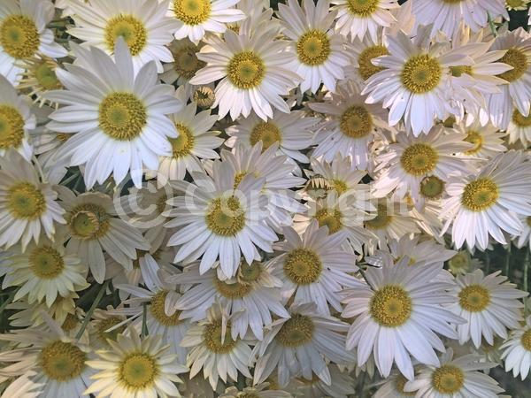 Pink blooms; Deciduous