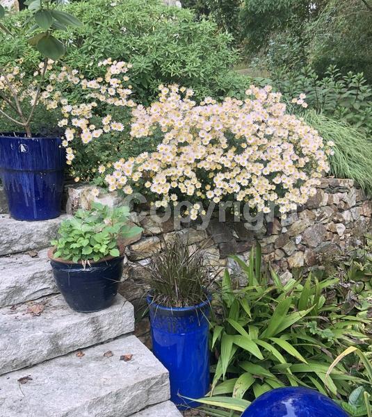 Pink blooms; Deciduous